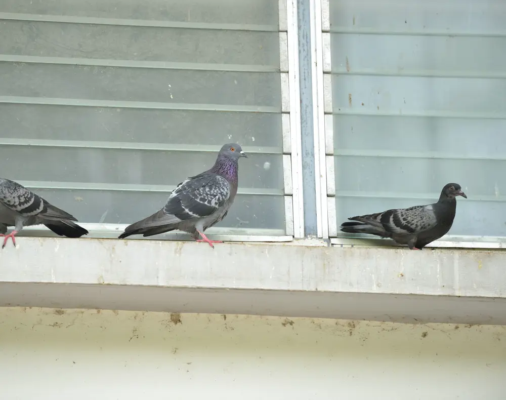 Vogels Min